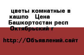 цветы комнатные в кашпо › Цена ­ 1 100 - Башкортостан респ., Октябрьский г.  »    